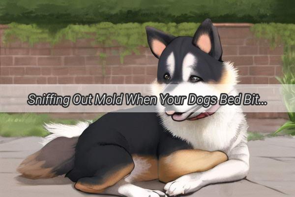 Sniffing Out Mold When Your Dogs Bed Bites Back